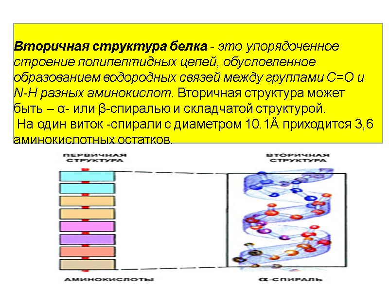 Вторичная структура белка - это упорядоченное строение полипептидных цепей, обусловленное  образованием водородных связей